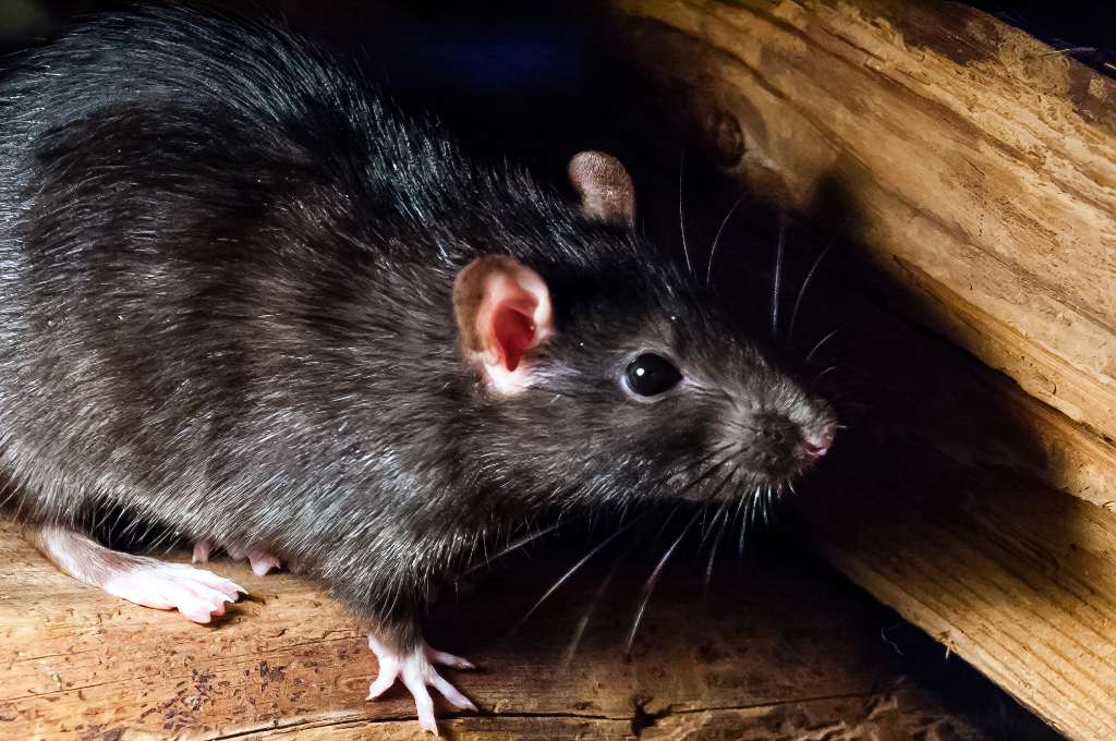 Rattus rattus